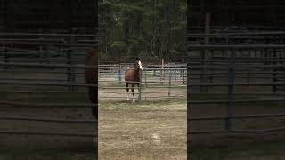 Horse dancing to Another One Bites The Dust [upl. by Mandi460]