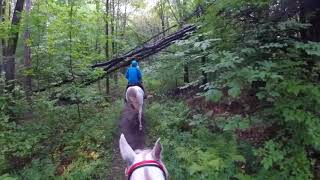 Hector Half Hundred 50 mile endurance ride  Phin [upl. by Nnyre]