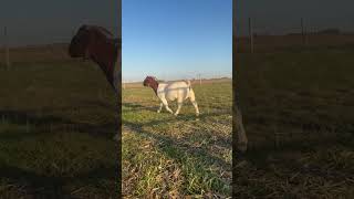 Parrett boer goats 2 [upl. by Ingham]