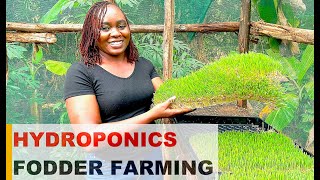 HYDROPONICS Fodder Farming  10 Easy Steps to Grow Hydroponic Feeds for Poultry [upl. by Arnold528]