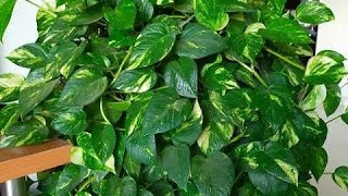 How To Grow Money Plant From Cutting  Money Plant Cutting Se Kaise Lagaye garden [upl. by Adah405]