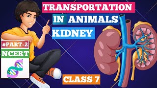 Transportation in AnimalsKIDNEY 📕🤯 CLASS7Chapter7 100 concept 😱😱 Hard❌Easy✅  NCERT👈 [upl. by Aneris545]