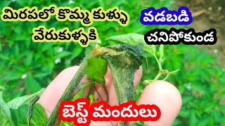 మిరపలో wiltbestfungicides nativo plantomycin pantalepranadharam [upl. by Mischa448]