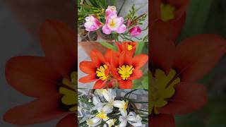 sparaxis freesia dutchiris Spring flowers 2024 [upl. by Idnal563]