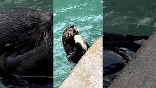 Sea otter Mishka has mastered the art of opening oysters 🦦🦪 seaotter shorts [upl. by Honeywell392]