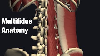 Anatomy and function of multifidus [upl. by Bayer387]