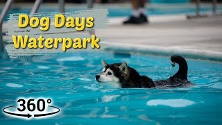 Shiba Inu Goes For A Swim At The Local Water Park  360 Video [upl. by Agace839]