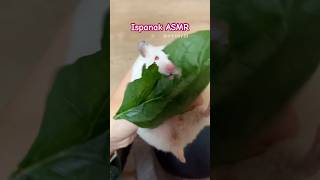 ASMR HAMSTER I Ispanak yiyen hamster asmr hamsters [upl. by Reube562]