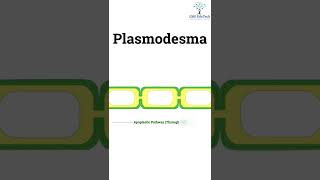 neet plasmodesmata shorts [upl. by Tillman]