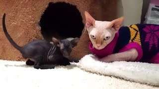 Oriental Shorthair Cat vs Sphynx Cat [upl. by Arabella919]