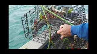 Kaikoura Crayfish fishing NZ [upl. by Hurleigh89]