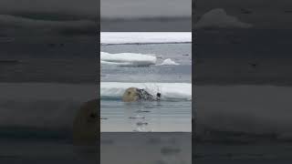 Polar Bears Stealty Ambush on a Seal From BBC Earth wildlife animals [upl. by Mylander]