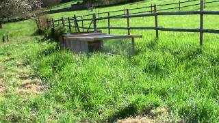 Elevage de lapin en Agriculture Bio Test [upl. by Ellerahs]