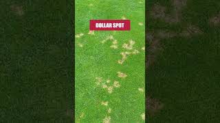 Get Rid of Dollar Spot Fungus on Your Lawn With Patch Pro Fungicide [upl. by Kimble846]