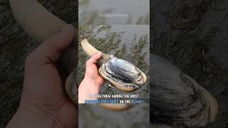 Largest Burrowing Clam  The Geoduck [upl. by Kirk397]