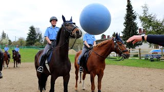 Training bei der Reiterstaffel Hessen I Stories [upl. by Welby]