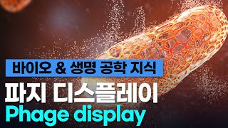 바이오 amp 생명 공학 지식파지 디스플레이Phage display [upl. by Schnabel]