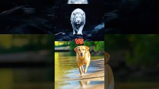 White Lion vs Alabai vs Kangal vs  Husky Pitbull French Bulldog [upl. by Winfield]