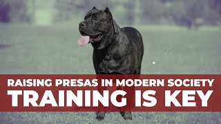 Raising the Most Controversial Dog Breeds Presa Canario [upl. by Palecek989]