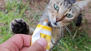 Feeding Stray Cats  So Satisfying cat cats asmr relaxing [upl. by Garik]