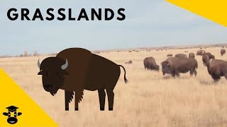 Grasslands  Biomes of the World [upl. by Murton]