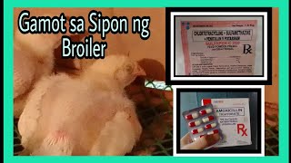 Gamot sa Sipon ng Broiler45 days na MANOKprevention amp treatment Shryl28 [upl. by Nirmak]