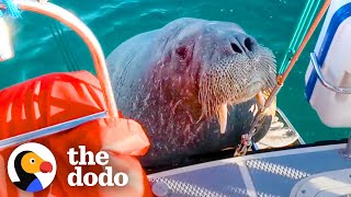 Wild Walrus Takes A Summer Vacation Across Europe  The Dodo Comeback Kids [upl. by Anerom]