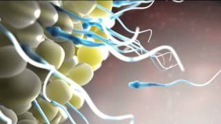 Epic Animation Demo Reel  2010  Nucleus Medical Media [upl. by Sharma]