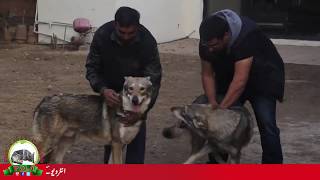 FIRST WOLFDOG IMPORTS PAKISTAN BY SARDAR UZAIR HASSAN [upl. by Corly781]