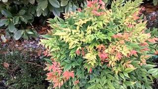 Mrs Fine Fettles Plant Picks Nandina domestica [upl. by Rasla981]