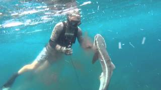 spearfishing SEQ [upl. by Nosretep831]