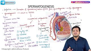 2 General Embryology  Spermatogenesis [upl. by Mcwherter570]