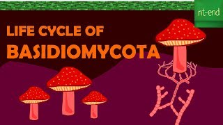 LIFE CYCLE OF BASIDIOMYCOTA fungi biology basidiomycota ntend6435 [upl. by Krasner74]