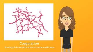 Protein Denaturation amp Coagulation in Cooking [upl. by Melanie]