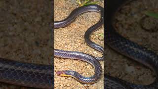 🐍●³◇² Pinkheaded Reed Snake Whiteheaded Reed Snake Calamaria schlegeli [upl. by Harifaz]