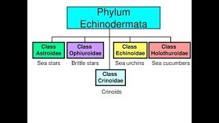 Phylum Echinodermata Part 02 I Classification I ANIMAL KINGDOM Lecture 24 I NEET BIO [upl. by Lamrej]