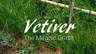 Vetiver The Miracle Grass [upl. by Melleta296]