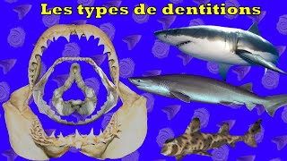 PaLS 07 0103  Les types de dentitions [upl. by Esinel793]