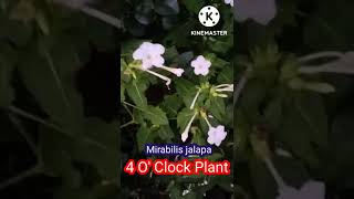 Mirabilis jalapa।।4OClock Plant [upl. by Ekyt]