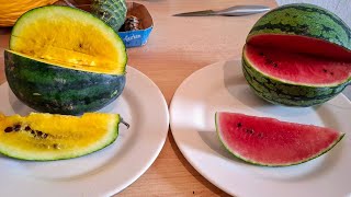 More Experimental Watermelons Citrullus lanatus from German Farm [upl. by Baten]