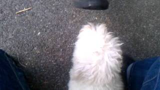 Coton De Tulear attack shoe [upl. by Arimay]