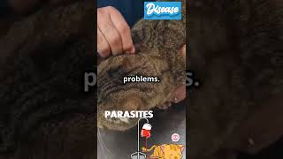 Cat Health Issues 7 Parasites [upl. by Ayahs]