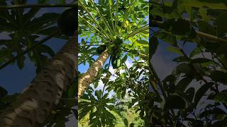 Papaya grande y papaya chica cosecha nature plantasapaya papaya [upl. by Pell]