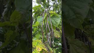 Indian bean leaf tree  leaves amp fruit  pods  September 2024 [upl. by Fee]