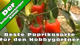 Beste Paprikasorte für den Hobbygärtner [upl. by Perkin619]