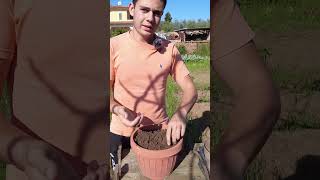 Come MOLTIPLICARE il FICO🌴 tutorial agricoltura farming [upl. by Eilrebmik]