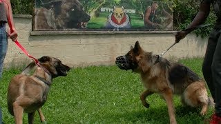 BERGER ALLEMAND ET MALINOIS quotFEMELLESquot  OBEISSANCE MARCHE AUX PIEDS [upl. by Tloc]