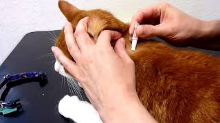 How to administer a SpotOn Flea Treatment to your cat [upl. by Hctim37]