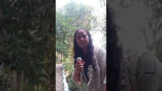 ISEM  Ilocano song cover by mamiannievlogs1965 [upl. by Macknair]