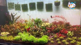 An Easy Solution for BacterialAlgae Blooms in your Aquarium aquariumshopdinajpur aquascape [upl. by Ycat385]